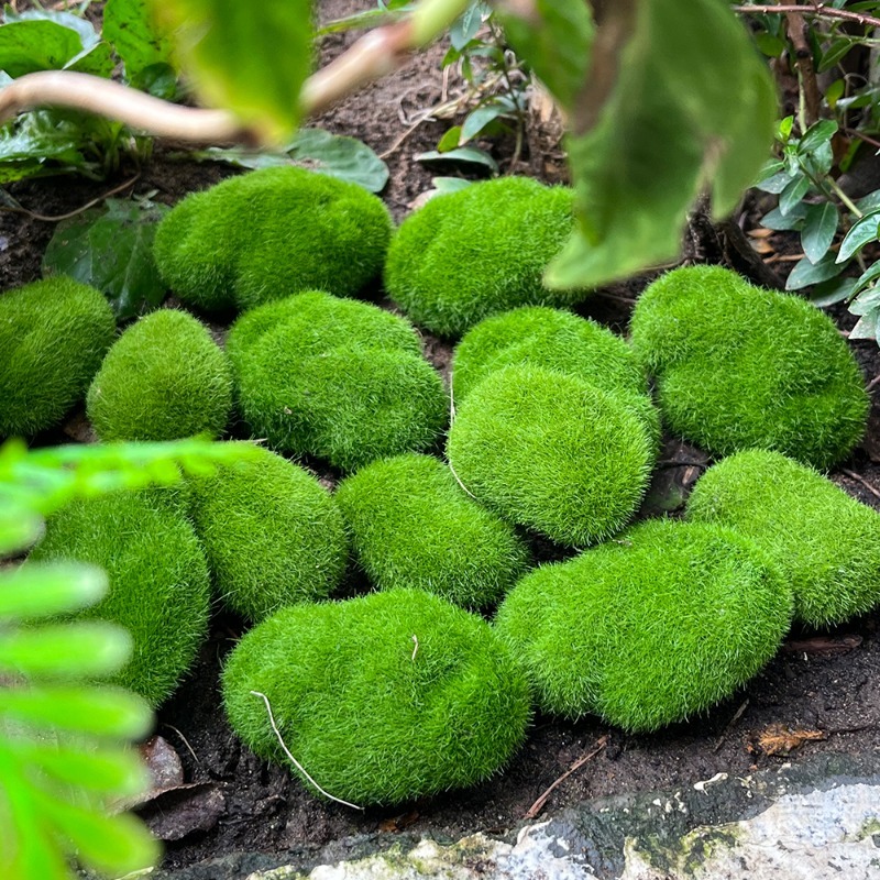 5/30 adet Simülasyon Yosun Taş - Preserved Moss Sheet incelemesi ve fiyatı