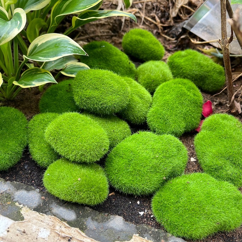 5/30 adet Simülasyon Yosun Taş - Preserved Moss Sheet incelemesi ve fiyatı
