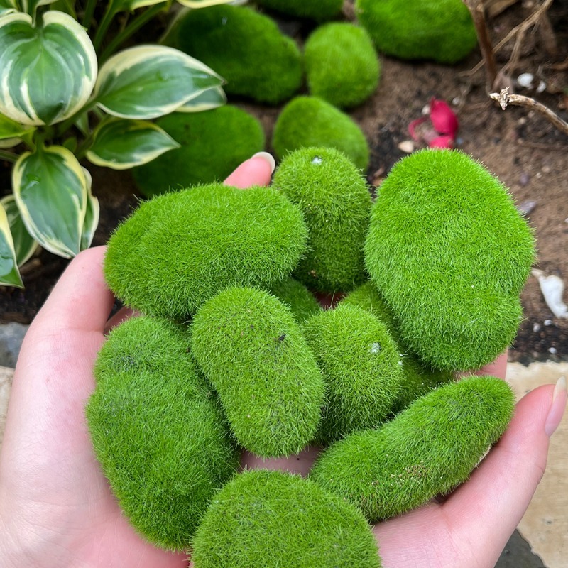 5/30 adet Simülasyon Yosun Taş - Preserved Moss Sheet incelemesi ve fiyatı
