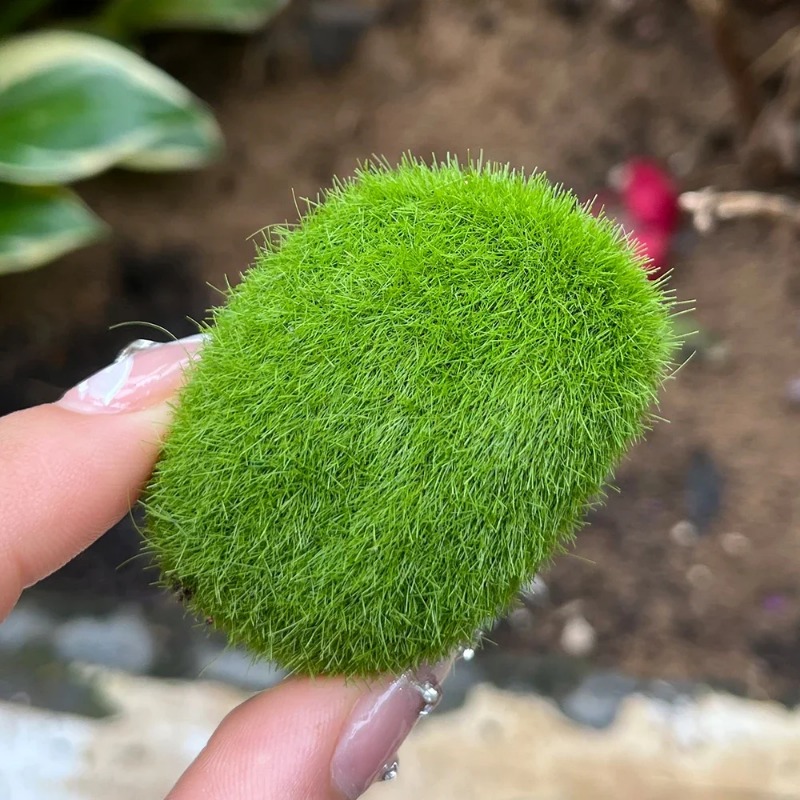 100/5 adet yapay yosun kaya sa - Preserved Moss Sheet incelemesi ve fiyatı
