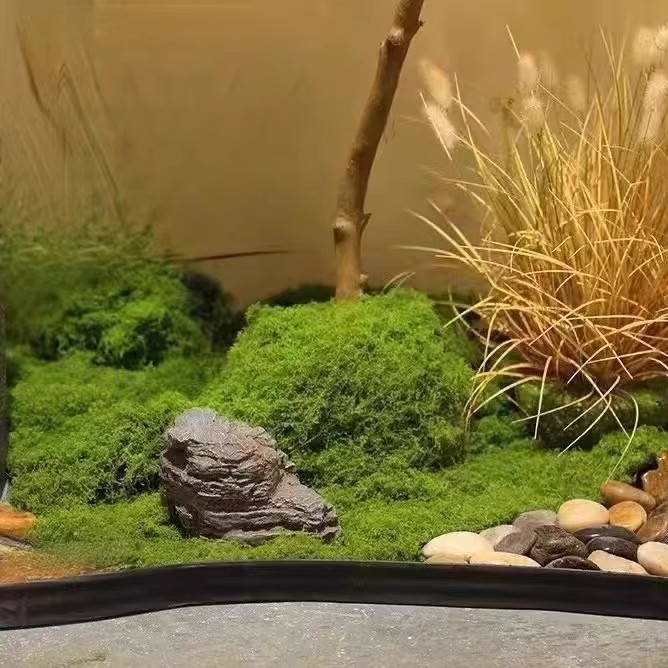200g Ebedi Yaşam Yosun DIY El  - Preserved Moss Sheet incelemesi ve fiyatı